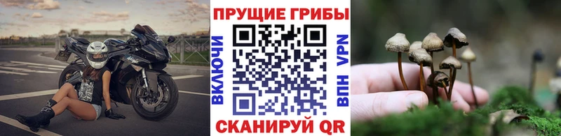Купить закладки  Дзержинский  Псилоцибиновые грибы мухоморы 
